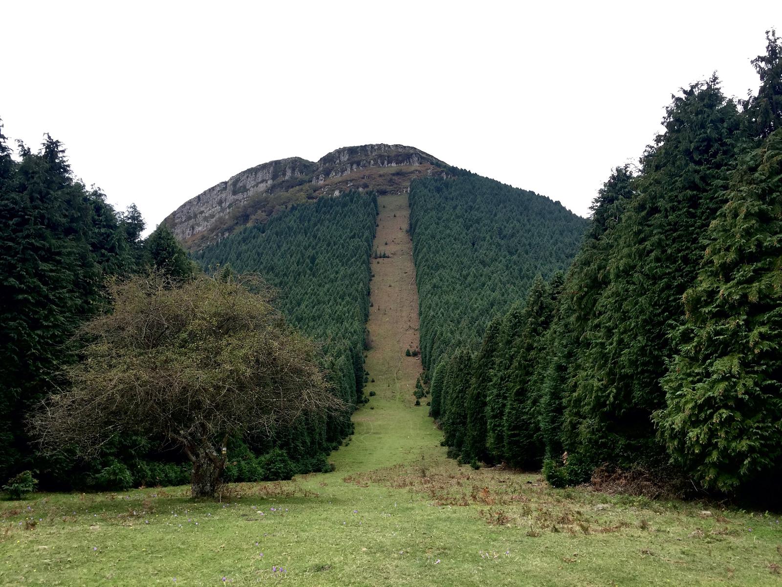 Desbroce en cortafuegos y forestales